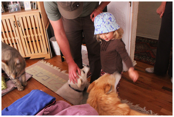 Toddler petting dogs
