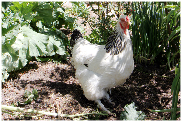 Toddler named this chicken