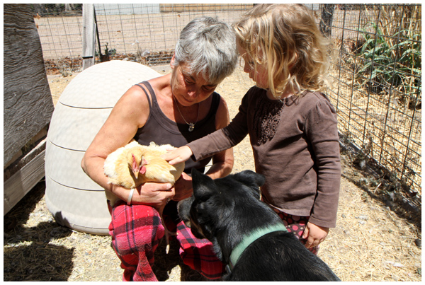 Toddler meeting chickens