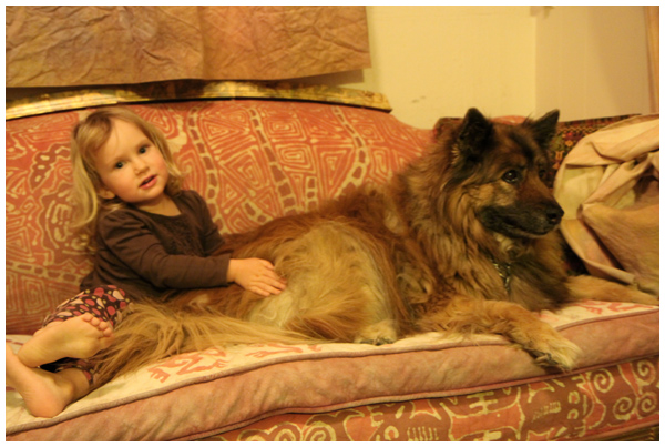Toddler petting dogs